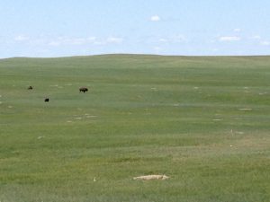 Bison in the rolling prairie.