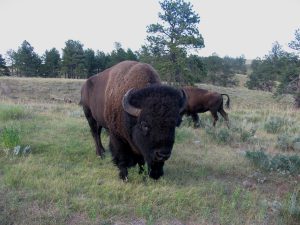 A Bison on a hillside in Custer State Park