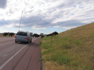 Bison crossing the road in Wind Cave National Park