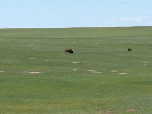 Bison on the prairie in Badlands National Park