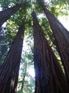 California Coastal Redwood